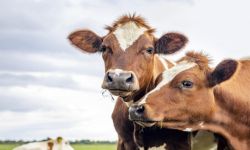 في سابقة عالمية.. الدنمارك تفرض أول ضريبة في العالم على انبعاثات الأبقار !